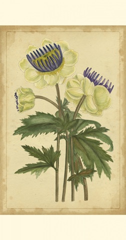 Curtis Blooms in White III