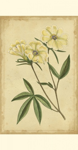 Curtis Blooms in White IV