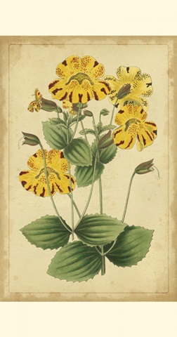 Curtis Blooms in Yellow I