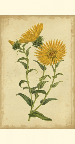 Curtis Blooms in Yellow II