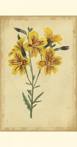 Curtis Blooms in Yellow IV