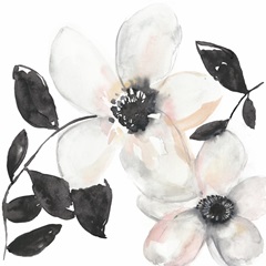 Black and Blush Anemone I