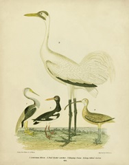 Antique Crane and Heron