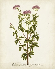 Antique Herb Botanical I