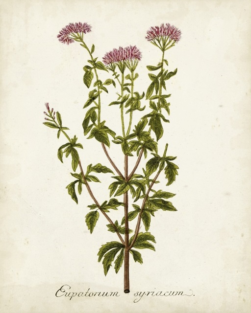 Antique Herb Botanical I