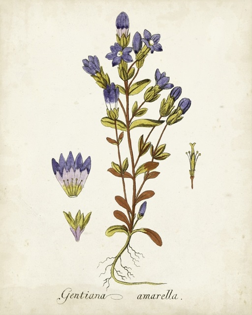 Antique Herb Botanical II