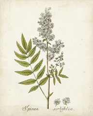 Antique Herb Botanical III