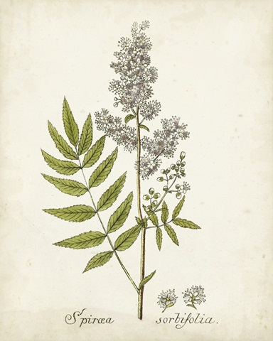 Antique Herb Botanical III