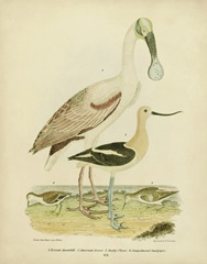 Antique Spoonbill and Sandpipers