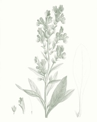 Botanical Study in Sage III