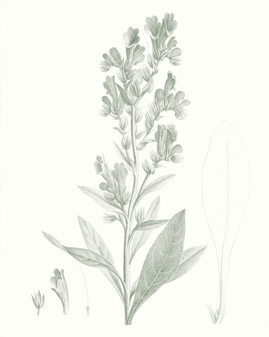 Botanical Study in Sage III