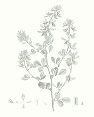 Botanical Study in Sage VIII