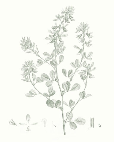 Botanical Study in Sage VIII