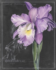 Chalkboard Flower II