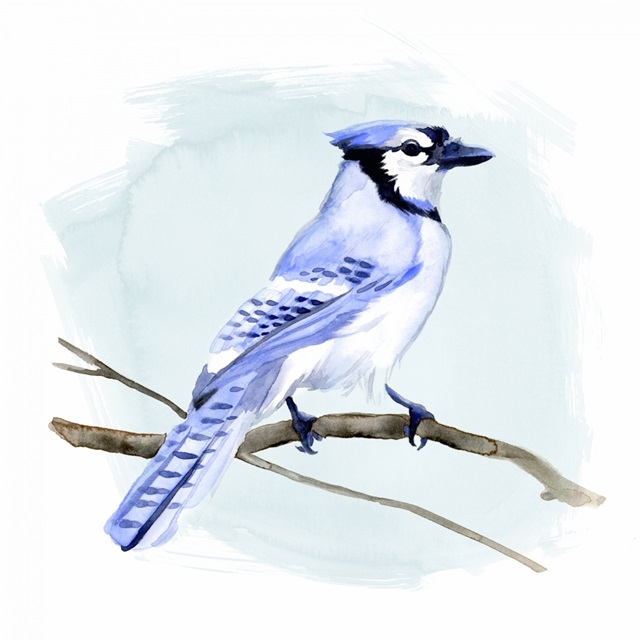 Coastal Blue Jay I