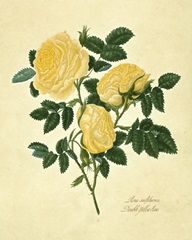 Double Yellow Rose