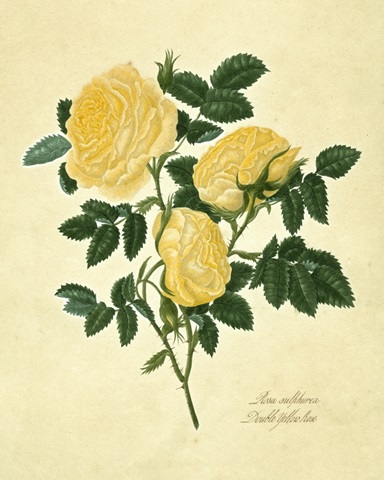 Double Yellow Rose