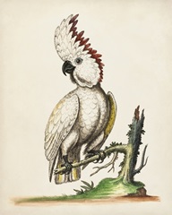 Edwards' Cockatoo