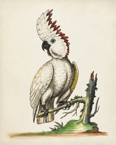 Edwards' Cockatoo
