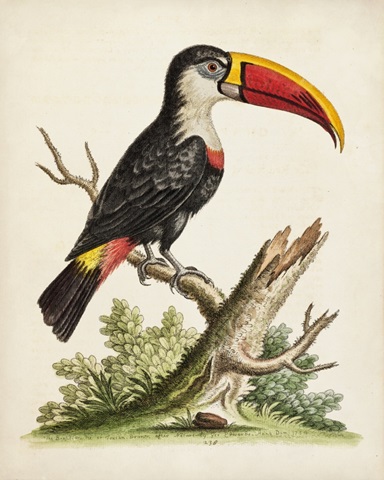Edwards' Toucan