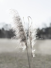 Ethereal Pampas I