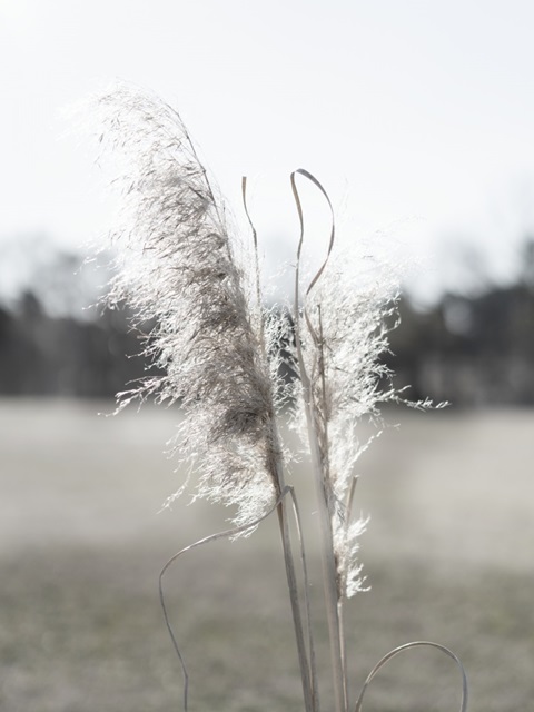 Ethereal Pampas I