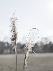 Ethereal Pampas II