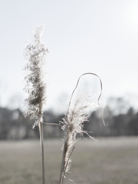 Ethereal Pampas II