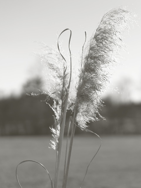 Ethereal Pampas III