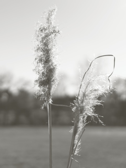 Ethereal Pampas IV