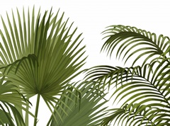 FabFunky Palm Collection A