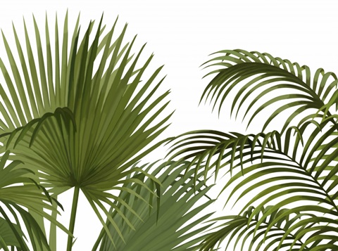 FabFunky Palm Collection A