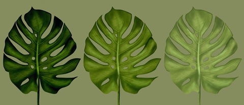 FabFunky Palm Collection H