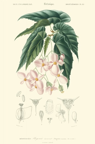 Floral Botanique III