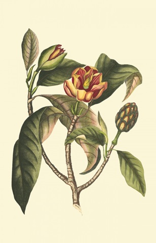 Flourishing Foliage I