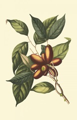 Flourishing Foliage II