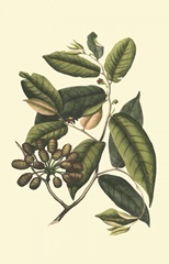 Flourishing Foliage III