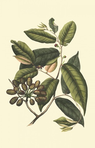 Flourishing Foliage III