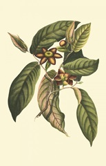 Flourishing Foliage IV