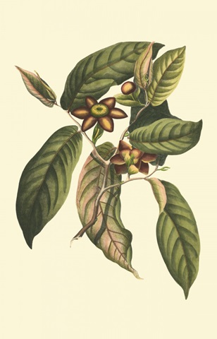 Flourishing Foliage IV