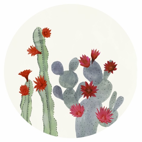 Flowering Christmas Cactus Collection C