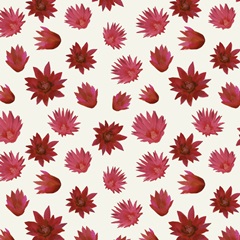 Flowering Christmas Cactus Collection H