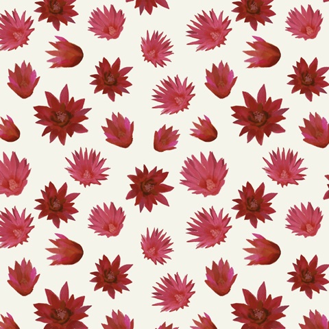 Flowering Christmas Cactus Collection H