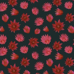 Flowering Christmas Cactus Collection I