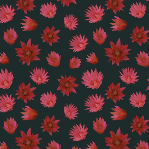 Flowering Christmas Cactus Collection I