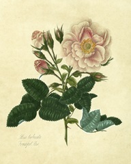 Frankfort Rose