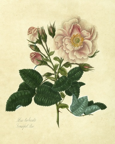 Frankfort Rose