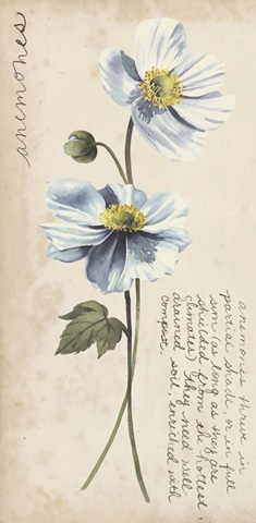 Garden Studies Collection B