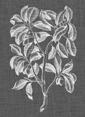 Graphic Foliage I