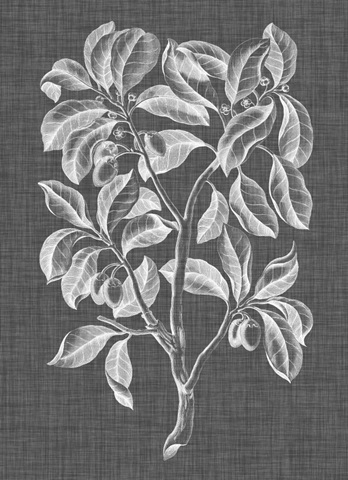 Graphic Foliage I